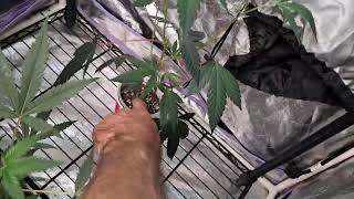 2x4 6wks in flower, freakshow 9 weeks in flower and getting the 🪓 soon