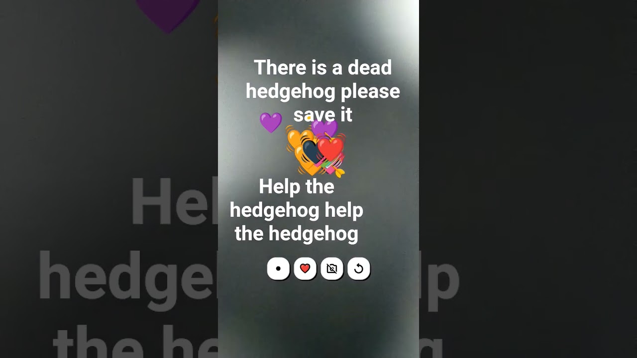 poor little hedgehog please say that it died