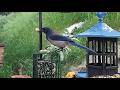 Woodshed Breakfast🐦13 Species! LIVE STREAM REPLAY Descanso, CA California Mountain Bird Feeder