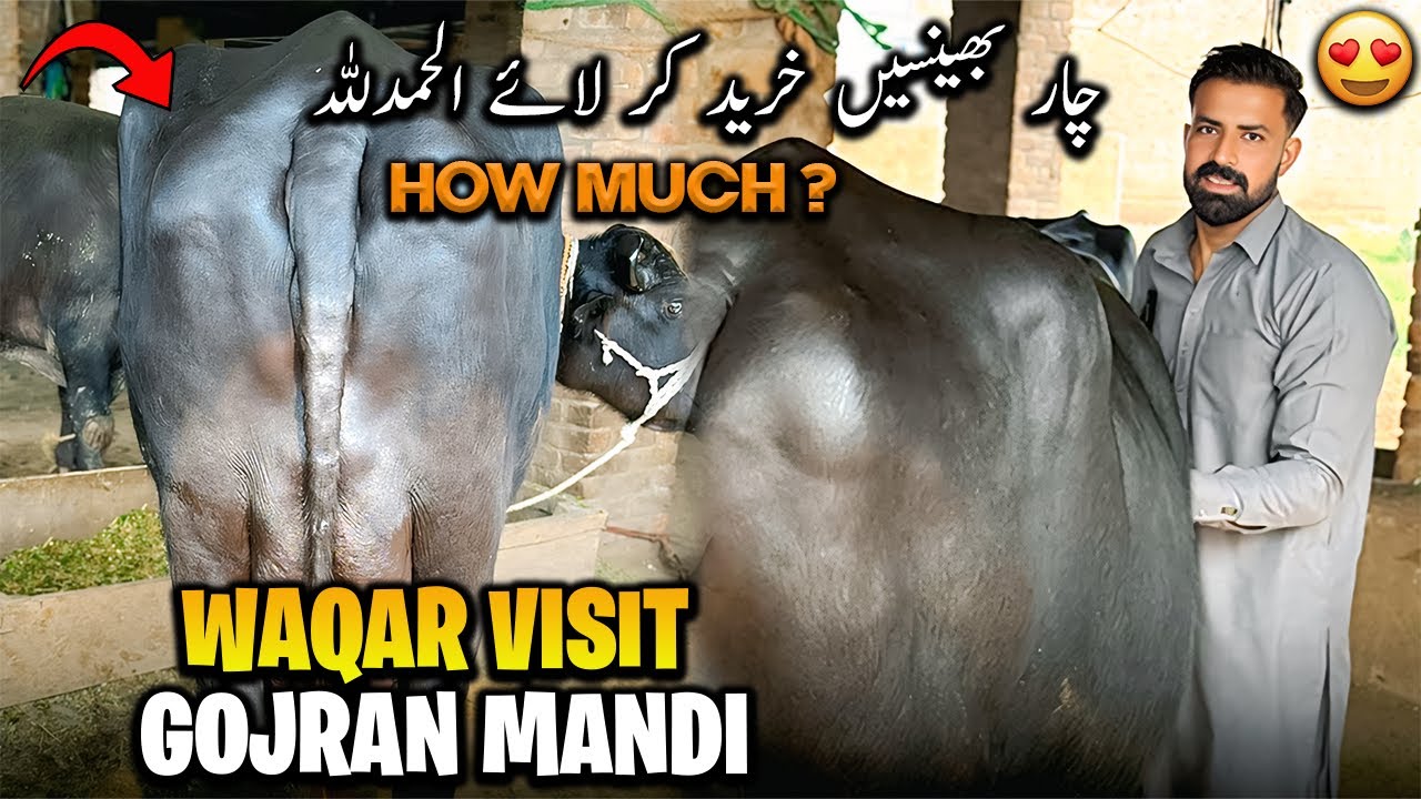 Today Waqar Bhinder Visit Gojran Buffalo Mandi 🐃 | کیا ریٹ ملا منڈی کے کیا حالات ہیں ؟