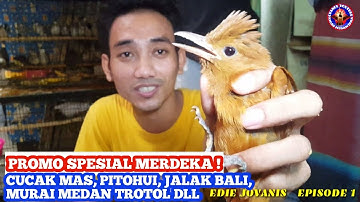 PROMO SPESIAL MERDEKA ! CUCAK MAS, JALAK BALI, PITOHUI, MURAI MEDAN TROTOL DLL, EDIE JOVANIS EPS 1