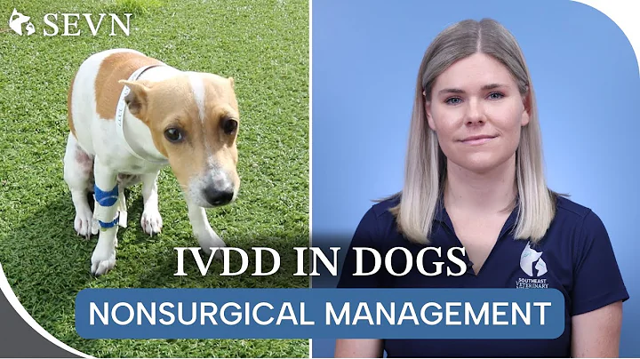 Nonsurgical Management of IVDD || Is Your Dog a Candidate? - DayDayNews