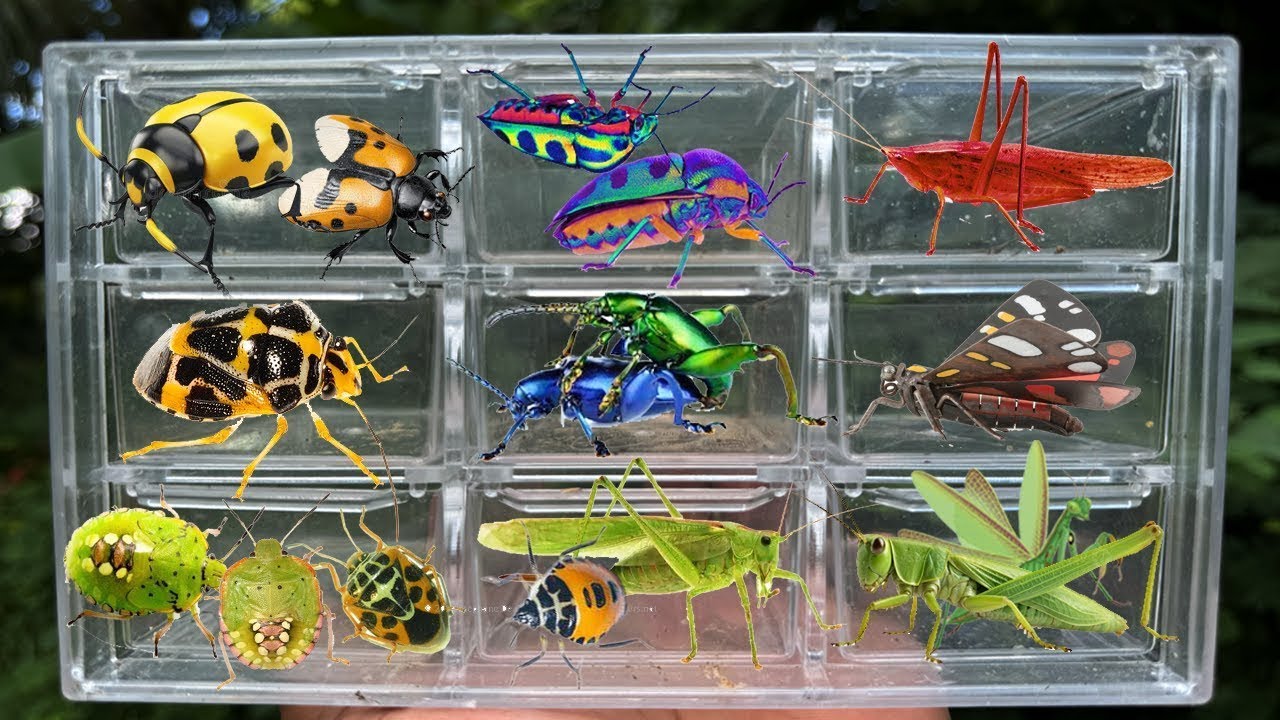 Catching insects in the garden got Handmaiden Moth Milkweed leaf beetle Gampsocleis buergeri