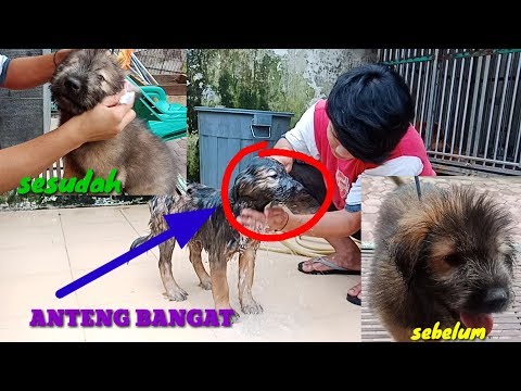 Video: Bagaimana Cara Memandikan Anjing Anda?