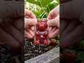 A $2 Mold Turned This Strawberry Into a Gummy Bear 🍓🐻  This strawberry didn’t grow like a normal b