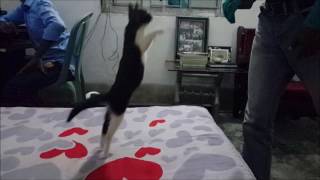 BEST CAT JUMP FAIL FUNNY VIDEO