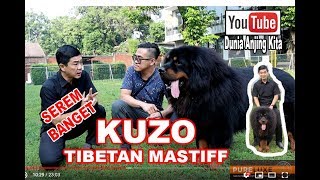 BUKAN SULTAN KALAU BELUM PUNYA ANJING TIBETAN MASTIFF