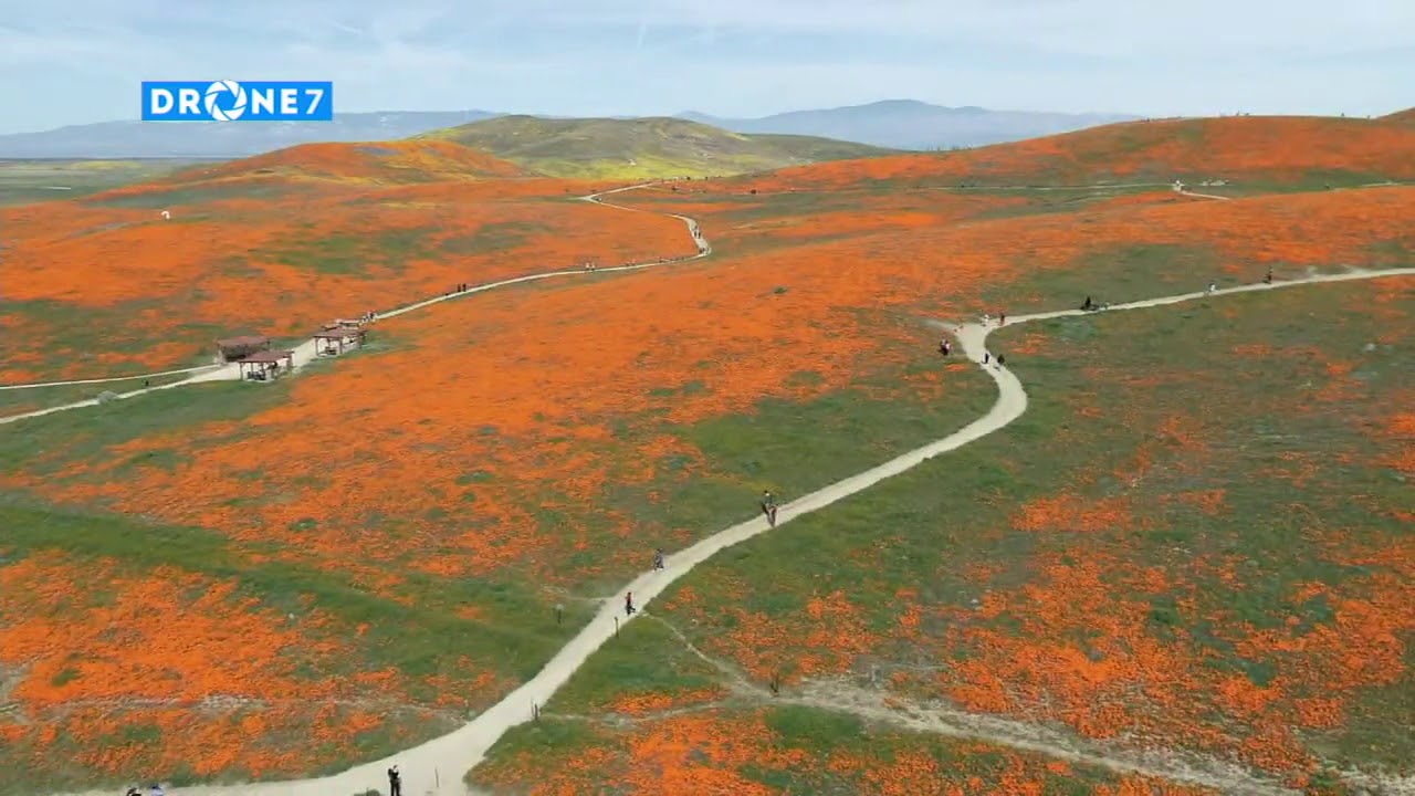 DRONE VIDEO: Beautiful aerial view of poppy super bloom in Antelope Valley | ABC7