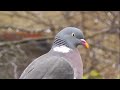 افضل صوت لصيد الحمام البري الدلم الورشان مجرب ومضمون 