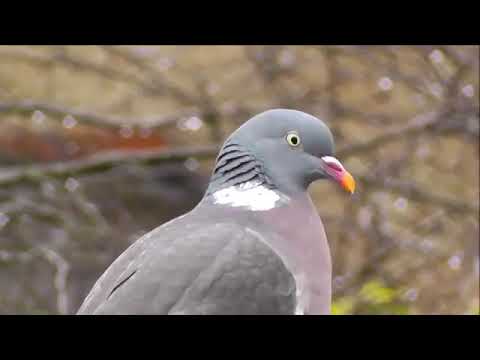 افضل صوت لصيد الحمام البري الدلم الورشان مجرب ومضمون