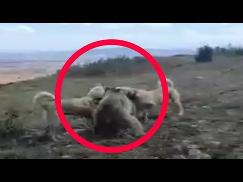 Видео: Кангал против Медведя! Редкие Битвы Животных Снятые на Камеру