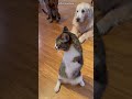 Esse Gatinho Recebeu uma Surpresa Inesperada 😍