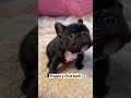 Adorable Frenchie Puppy S First Squeaky Barks 