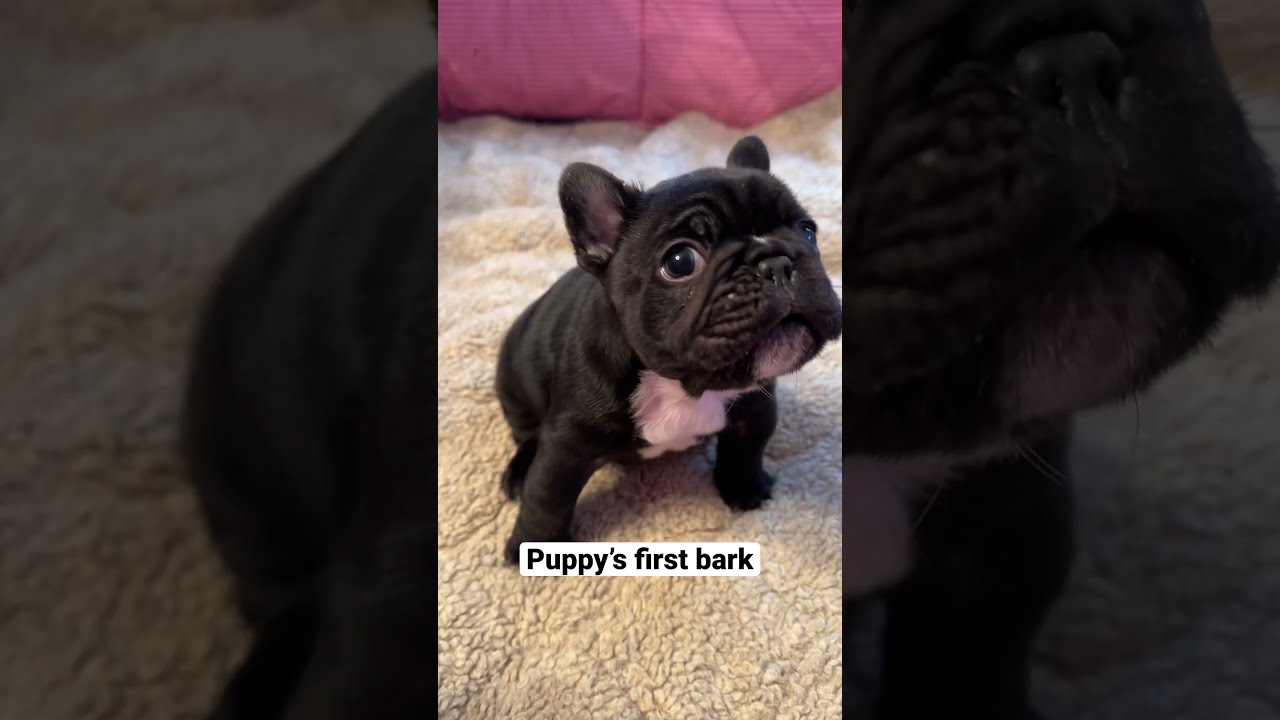 Adorable Frenchie Puppy S First Squeaky Barks