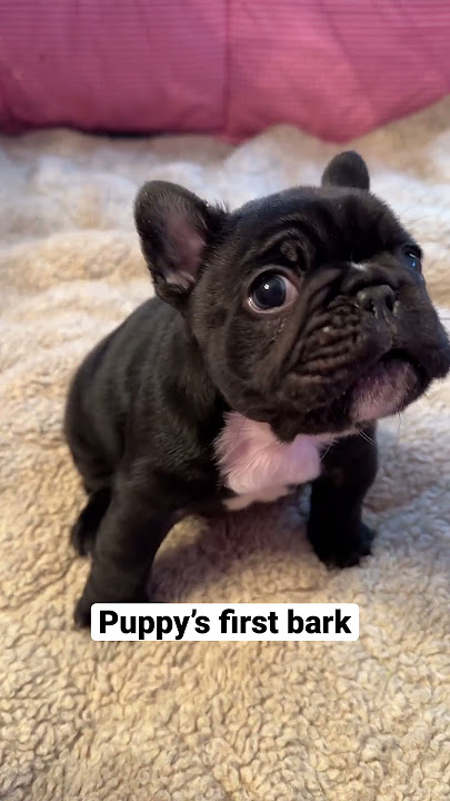 Adorable Frenchie Puppy's First Squeaky Barks