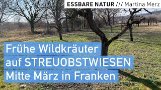 Einfache Essbare Wildkräuter In Streuobstwiesen Große Vielfalt