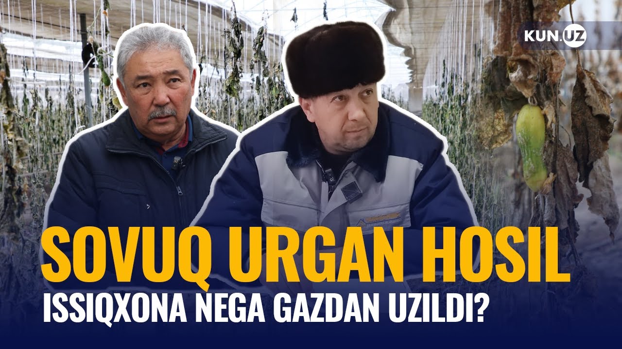 Gaz uzulgach soʻlgan bodringlar: Tadbirkor qanchaga kuydi?
