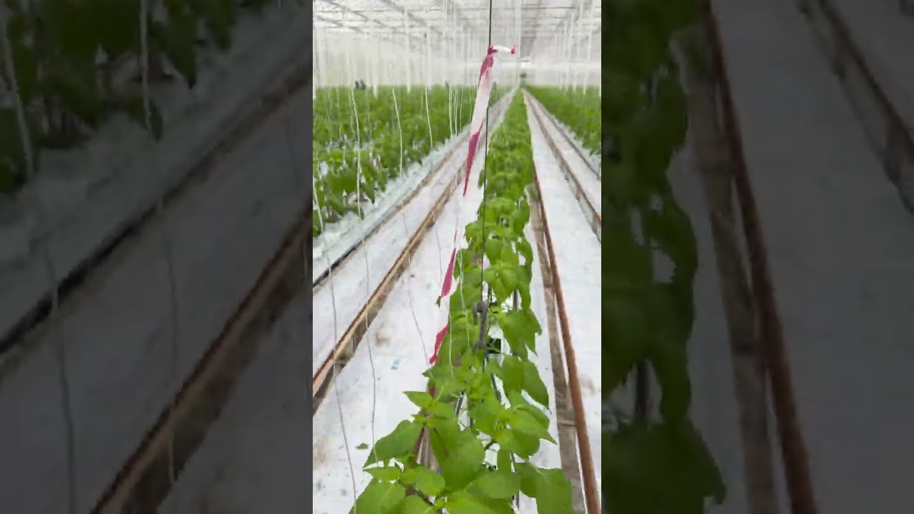 ⁣المكان ده بيزرع 400 مليون طماطمة 🍅كل سنة، زراعة من غير تربة وبـ 85% مياه أقل‼️