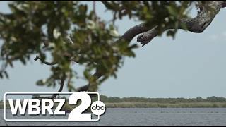 Vermilion Parish residents to learn if SpaceX will build launch pad near Pecan Island