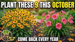 Too Lazy to Garden? Plant These 9 Perennials This October — They Come Back Every Year.