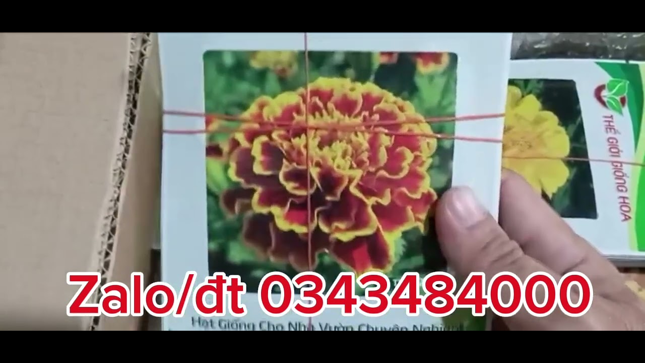 Hạt giống hoa thế giới giống hoa, hạt giống ban mai 30k gói 100 hạt , Cúc lá nhám 140k 100 hạt.