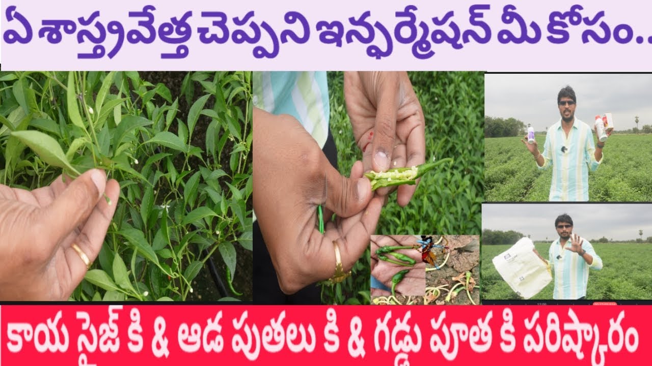 #మిరప లో కాయ పొడుగు రావాలి అంటే ఏమి చెయ్యాలి? నేను ఏమి స్ప్రే చేశా? ఆడ #పూతలు బాగా రావాలి అంటే ?