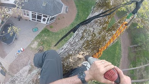 Single Rope Tree Swing Installation by Piedmont Tree Climbing