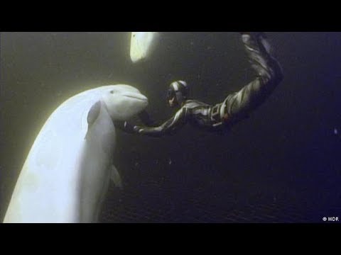 Video: Jagd Auf Den Weißwal