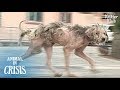 A Stray Dog Who Became Ragged Is Still Looking For The Owner | Animal in Crisis EP126