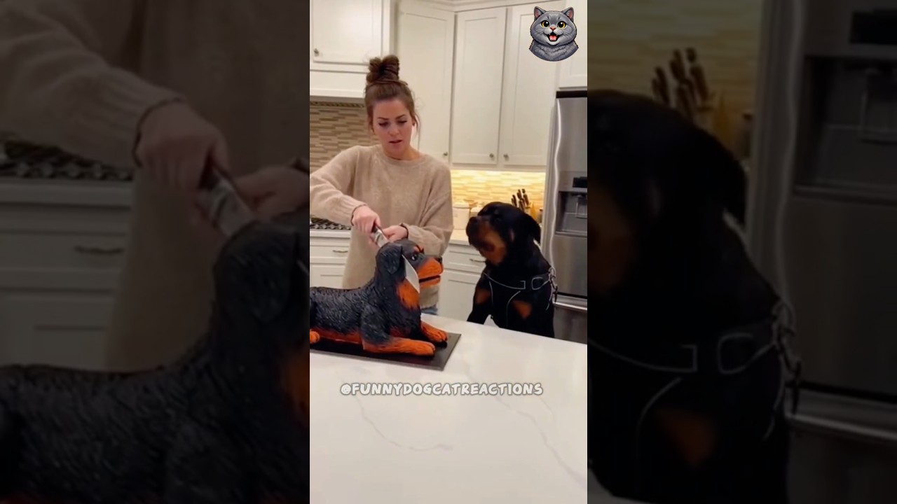 🤣🍰Funniest Rottweiler dog Reactions to cutting Cake 