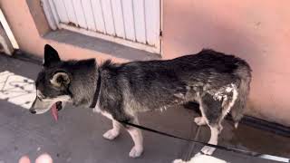Rescatamos!!! A una perra husky siberiano !!!