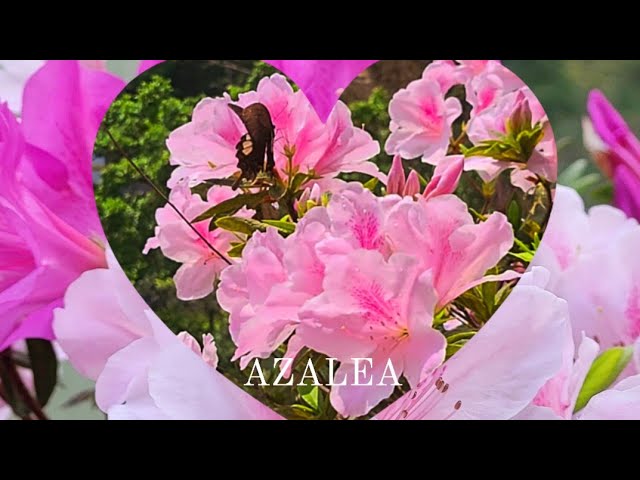 AZALEA BLOOMS