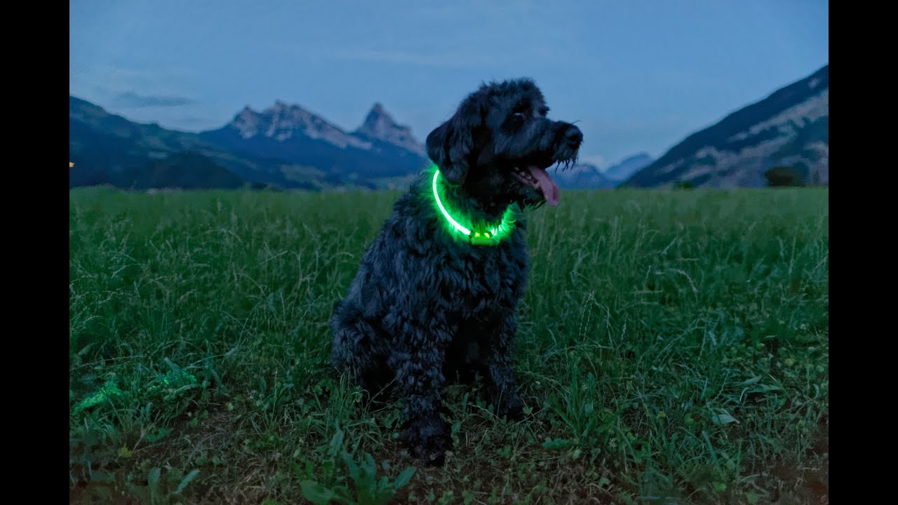 petsmart gps tracker