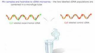 Microarray Gene Expression