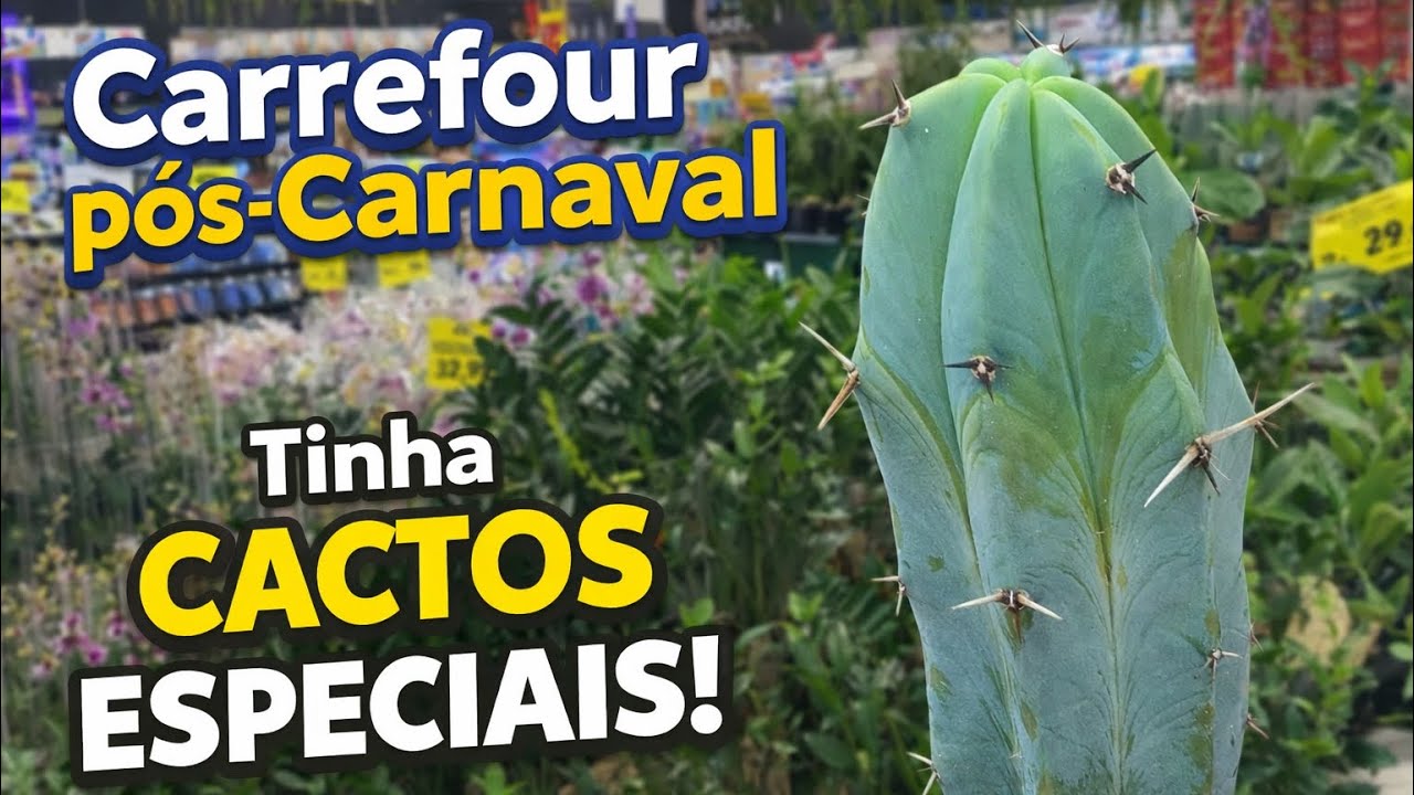 CACTOS ESPECIAIS no Carrefour de Belo Horizonte / Pós Carnaval 