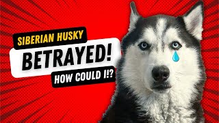 Nobody does jealous quite like a Siberian Husky.