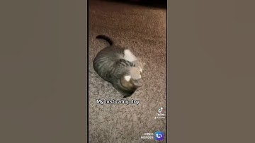 Gave my cat catnip for the 1st time #cat #cats #catlover #catnip #Funny #funnyvideo #catfunny #Fyp