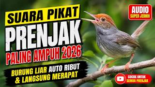 SUARA PIKAT PRENJAK PALING AMPUH 2026 🔥 Burung Liar Auto Ribut & Langsung Merapat