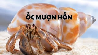 Khám Phá Ốc Mượn Hồn – Chuyên Gia Ở Trọ Vỏ Nhà Người Khác | Thế giới động vật