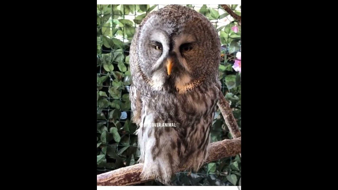 owlturning his head 360 degreesshorts YouTube