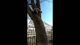 Мейн кун . Прыжок с дерева .