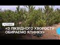 Вирубка дерев. Як на Миколаївщині охороняють хвойні дерева перед новорічними святами