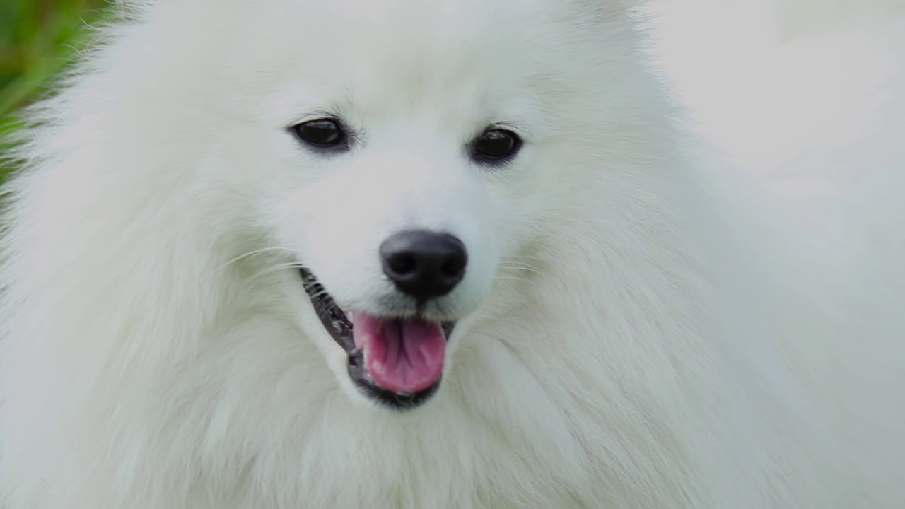 Sumi von den Allgäuer Bergspitzen