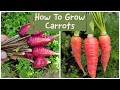 How To Grow Carrots - Growing Two Delicious Carrot Varieties