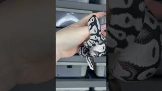 Pastel VPI Axanthic het Clown #ballpython #ballpythonbreeder #ballpythonmorphs #snake