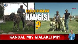 Kangal Mi? Malakli Mi? - K D Haber