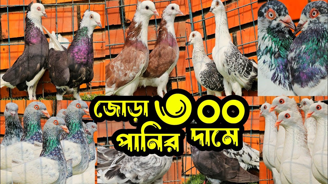 সবচেয়ে কমদামে ৩০০ টাকা জোড়া পাকিস্তানি টেডি কামারগার গররা চিলা কবুতর কিনুন | কবুতরের ফেরিওয়ালা | 
