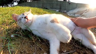 砂浜でくつろぐ美猫をモフったら体を思い切り伸ばしてリラックスしてくれた