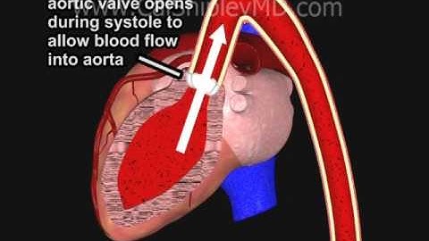 Coronary Artery Perfusion and the Cardiac Cycle Animation by Dr. Cal Shipley, M.D.