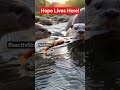 Otters Free Fish from Plastic Trap 🦦🐟 #reacttvfilms #wildlife #trending #shorts #fish #otter #viral